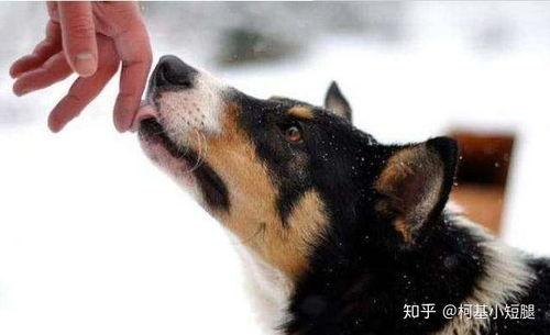 狗舔比视频,揭秘宠物与电子产品的奇妙互动